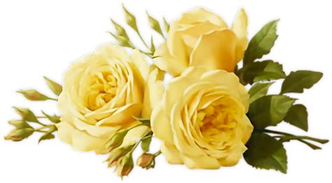 Download Vibrant Yellow Roses Bouquet