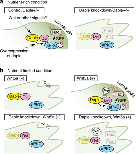 A Proposed Model For Daple Mediated Regulation Of Rac Activation And