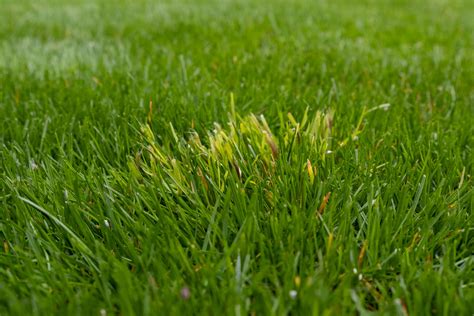 Poa Annua im Rasen Hellgrünes Fremdgras im Frühling