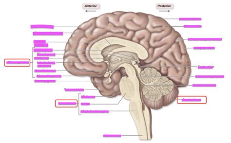 Midsagittal View Human Brain Diagram Quizlet