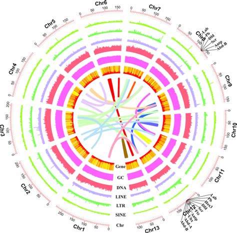 A Chromosome Level Genome Of The Spider Trichonephila Antipodiana