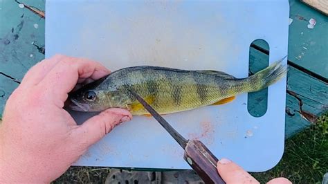 How To Fillet Yellow Perch Quick And Easy Youtube