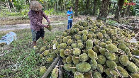 ชาวสวนทุเรียนทรุด พายุถล่ม ทุเรียนร่วงระนาว เสียหายกว่า 5 ล้านบาท ข่าวสด