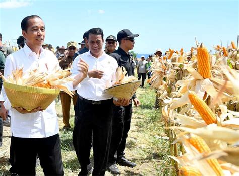 Bulog Diminta Turun Tangan Beli Jagung Petani Karena Harga Anjlok