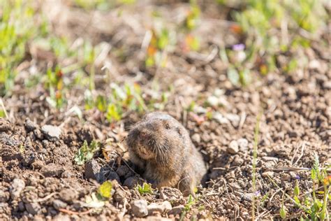 Is One Gopher In Your Yard A Concern In Utah Utah Gopher Control