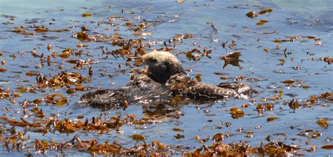 Too cute harbor seal pups and sea otter pup turns 50 days old – Loyalty ...