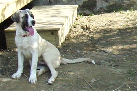 Rafeiro Do Alentejo Puppies For Sale - AKC PuppyFinder