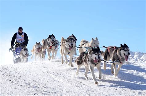 National Sled Dog Day February 2nd Days Of The Year