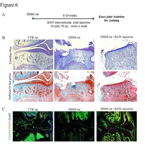 Kgn Exhibits Its Effects On Cartilage Regeneration In Vivo In The Dmm Download Scientific