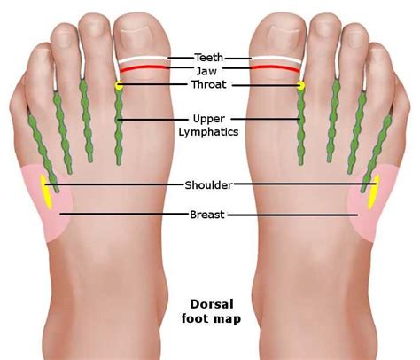 Reflexology Foot Chart Reflexology Foot Chart Reflexology Chart Foot Reflexology