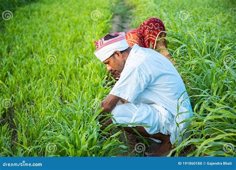 Indian Farmers Working In Green Agriculture Field Man And Woman Works