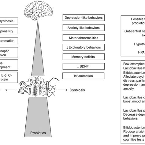 Schematic Representation Of Gut Brain Axis And Microbiota In Mood