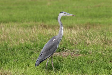 Free Images Bird Wing Prairie Animal Wildlife Beak Fauna