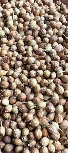 Dried Brown Organic Coriander Seed For Cooking At Rs 76 Kg In Nadia