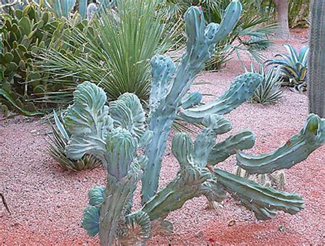 Un cactus Plantes Jardin Majorelle Guéliz Marrakech Routard