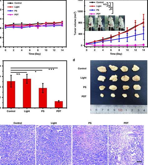 In Vivo Pdt Efficiency Of P Chnps A Body Weights Of T Tumor Bearing