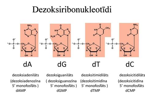 Bioloģisko savienojumu monomēri - ppt κατέβασμα