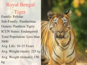 Royal Bengal Tiger | How they look like? What they Eat? & Unique Facts