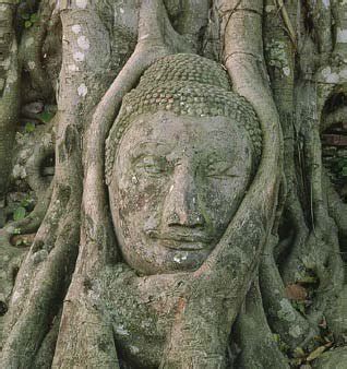 The Face Of A Green Man Carved Into A Living Banyan Tree Matthews