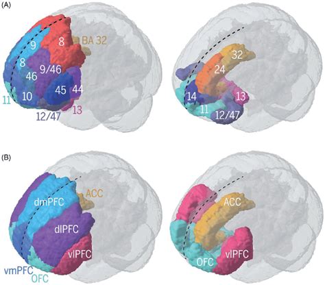 Anatomical And Functional Divisions Of The Human Prefrontal Cortex A