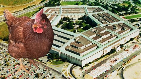 Chicken Tries To Sneak Into The Pentagon