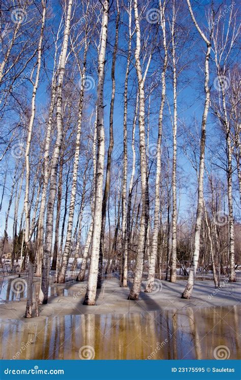 桦树森林冰融解天空雪春天树干 库存图片 图片 包括有 森林 工厂 自然 洪水 沈默 冷淡 晒裂 23175595