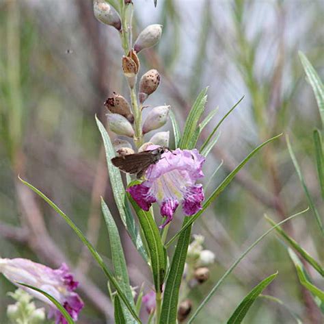 Desert Willow-A Flowering Tree for Dry Country - GJM Nature Media