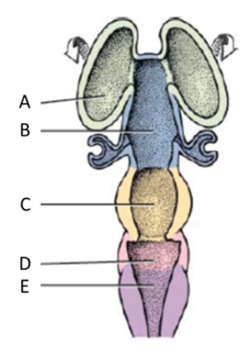 CNS Embryology Flashcards Quizlet