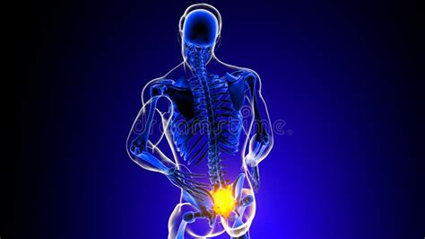 Sacral Spine Joint Pain Anatomy For Medical Concept 3d Stock