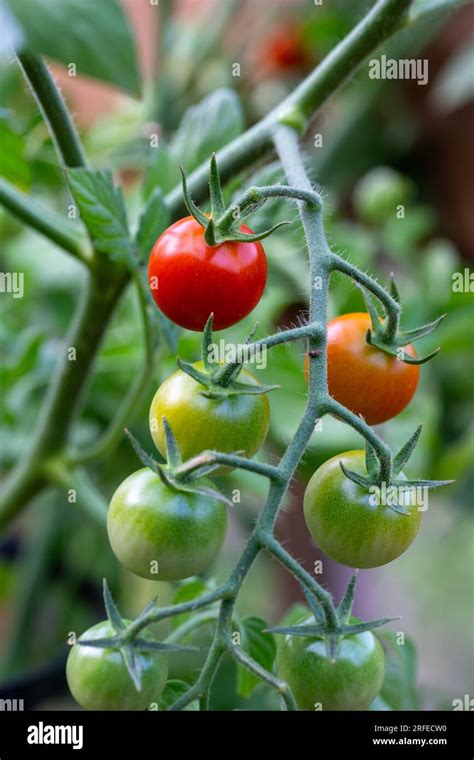 Developing Tomatoes Hi Res Stock Photography And Images Alamy