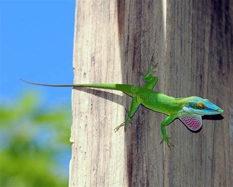 Colorful Anole stock photo. Image of america, reptile - 9798360