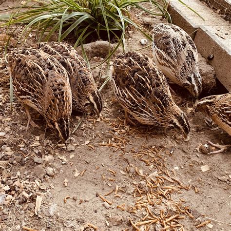 Intro To Quail Keeping A How To Guide For Hatching And Raising A Covey