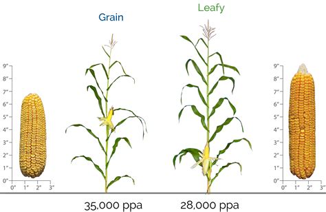 Leafy Corn Silage Glenn Seed Ltd