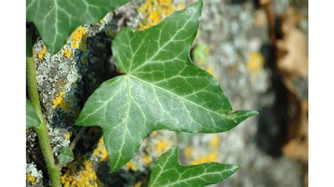 Feuille De Lierre Geo Fr