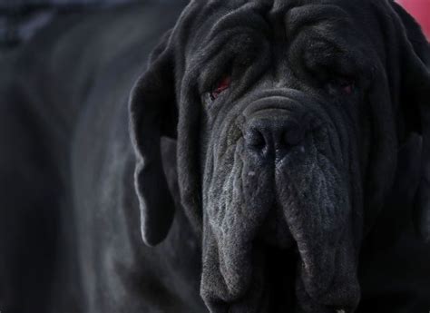 Photos Meet Martha The 125 Pound Mastiff Crowned Worlds Ugliest Dog