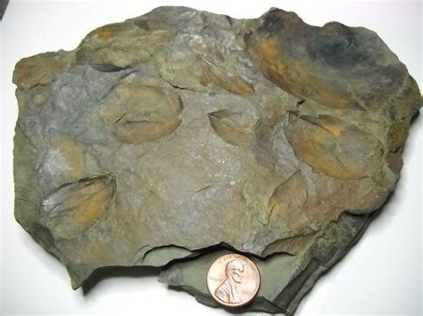 Clams? - Fossil ID - The Fossil Forum