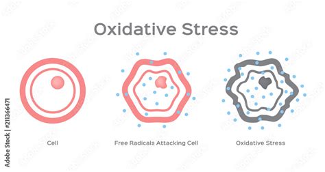 Oxidative Stress Cell Vector Free Radical Stock Vektorgrafik Adobe