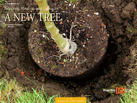 Selecting Planting And Caring For A New Tree Osu Extension Service