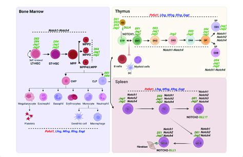 Expression Of O Glycan Glycosyltransferase Notch Receptor And Notch