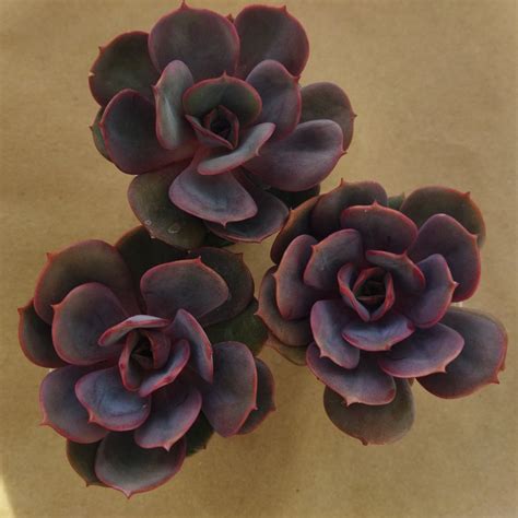 Echeveria Sunshine