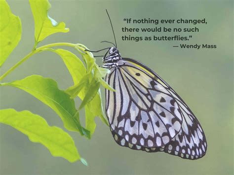 Butterfly Quotes to Celebrate Life’s Journey