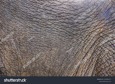 Close African Elephants Skin Texture Stock Photo 2156960777 Shutterstock