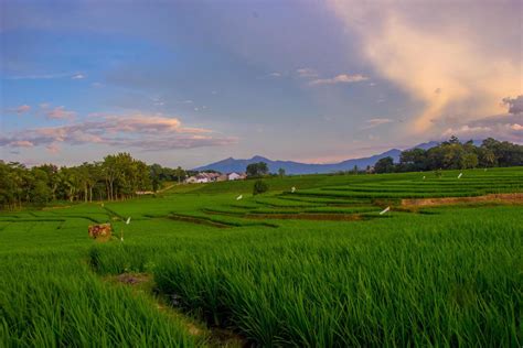 nature wallpaper sawah padi hd sawah wallpapers peakpx percy ward