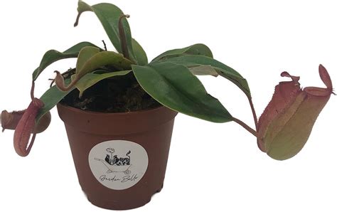 Amazon Nepenthes Lady Luck Tropical Carnivorous Pitcher Plant