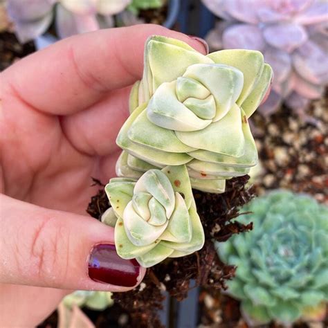 Crassula Moonglow Variegata Rare Korean Variegated Succulent Etsy