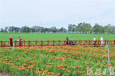 河北张家口：“花经济”铺就增收路