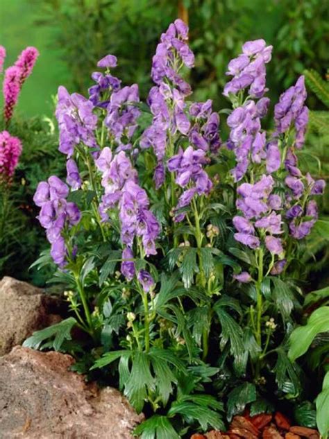 Herbst Eisenhut Arendsii Aconitum Carmichaelii Arendsii Kaufen