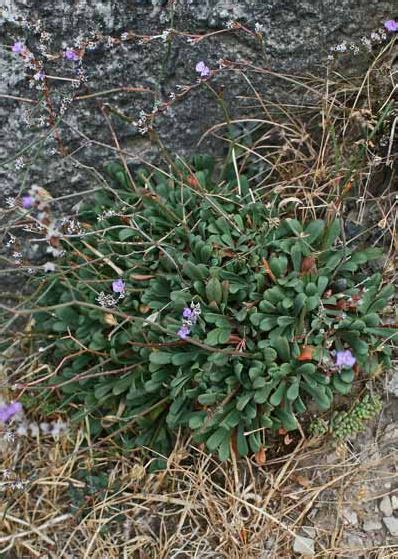 Limonium Morisianum Arrigoni Portale Della Flora D Italia Portal To