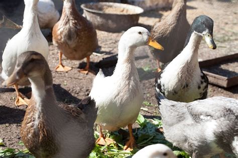 Los Patos Dom Sticos Caminan Y Comen En Una Granja En Un D A Soleado