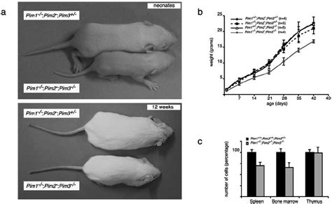 Pim De Fi Cient Mice Display A Growth Defect A Comparison Of Male